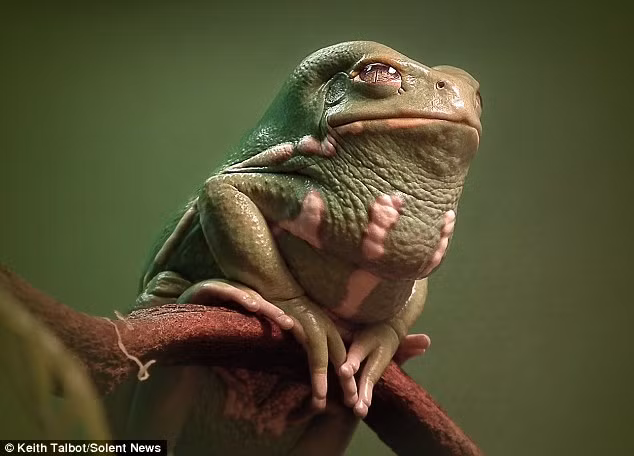 Những hình ảnh này được ông Talbot ghi lại khi con ếch đang ngồi tắm nắng trên cành cây. (Nguồn: Daily Mail)