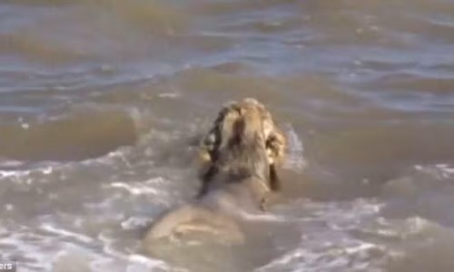 Can canh giai cuu su tu quy hiem khoi duoi nuoc