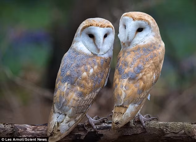 Cặp chim cú ngoái đầu nhìn theo ống kính máy ảnh. Chúng trông như một cặp đôi đang yêu. (Nguồn: Daily Mail)