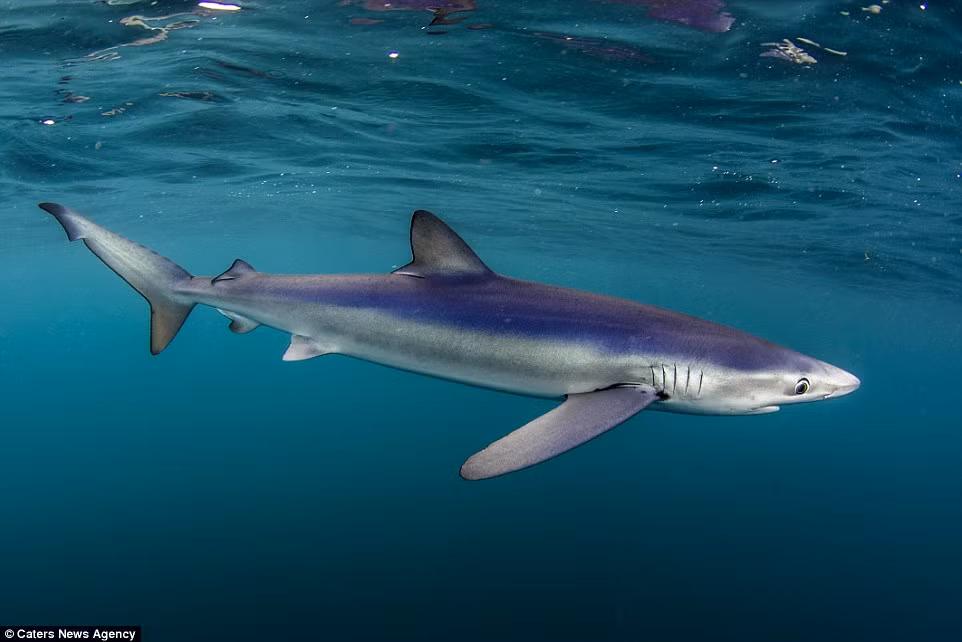 Cá mập xanh đực trưởng thành có thể dài tới 3m, trong khi cá thể cái thậm chí còn phát triển lớn hơn.