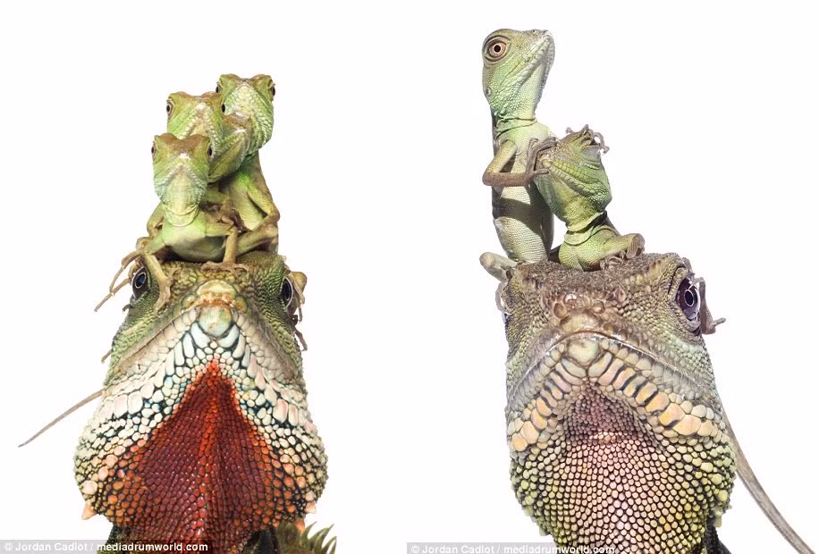 Rồng đất là một loài nhông tập trung tại vùng Nam Trung Quốc và Đông Nam Á. Cá thể đực có thể phát triển dài 90cm, trong khi con cái đạt chiều dài tối đa 60cm. (Nguồn: Daily Mail)