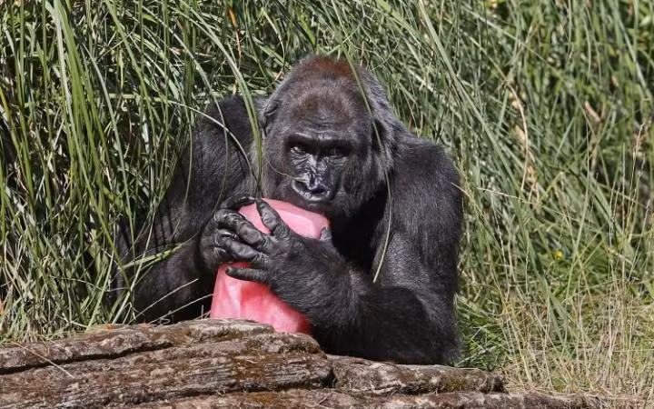 Khỉ đột ăn trái cây đóng băng để giải nhiệt trong vườn thú ở thành phố London, Anh. (Nguồn:Telegraph)