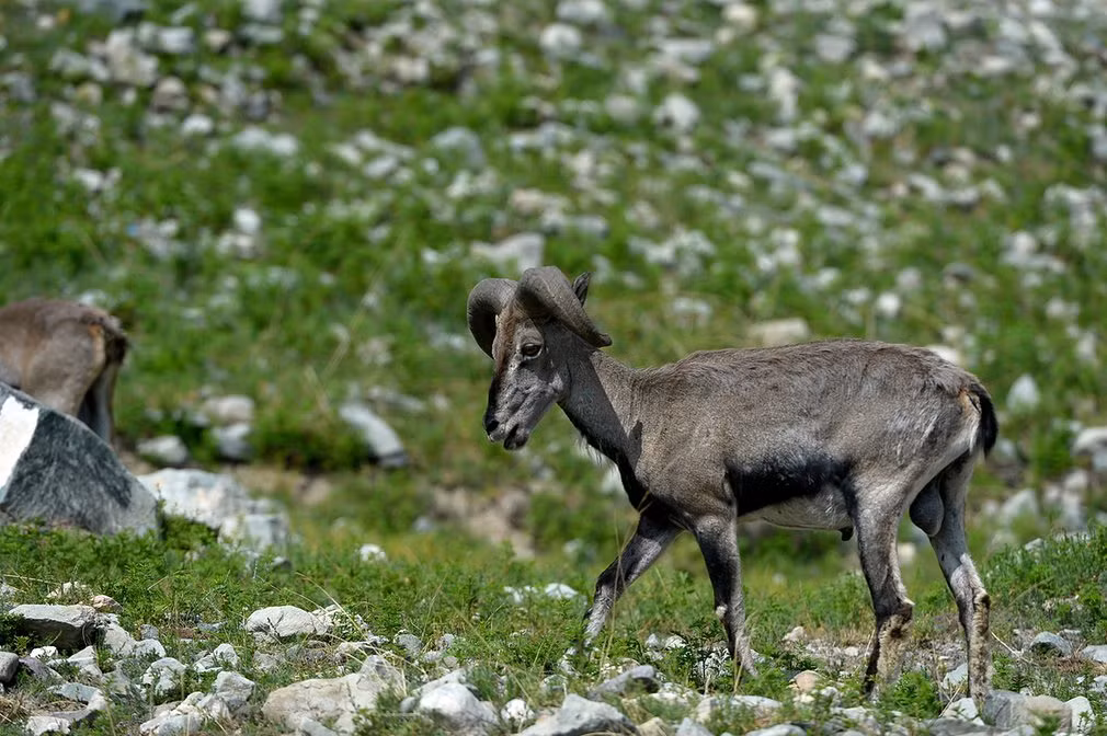 Cừu xanh kiếm ăn trên núi Helan tại khu tự trị Ninh Hạ ở Trung Quốc. (Nguồn:Telegraph)