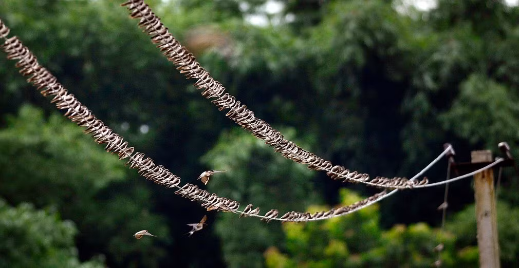Đàn chim én đậu trên dây điện ở ngoại ô thành phố Guwahati, bang Assam, Ấn Độ. (Nguồn:Telegraph)