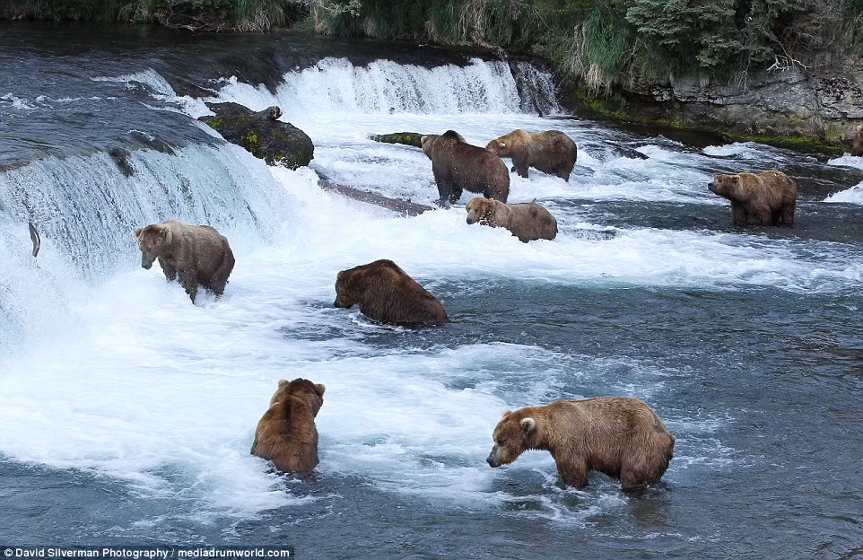 Đàn gấu nâu săn cá hồi dưới thác nước trong vườn quốc gia Katmai ở Alaska.