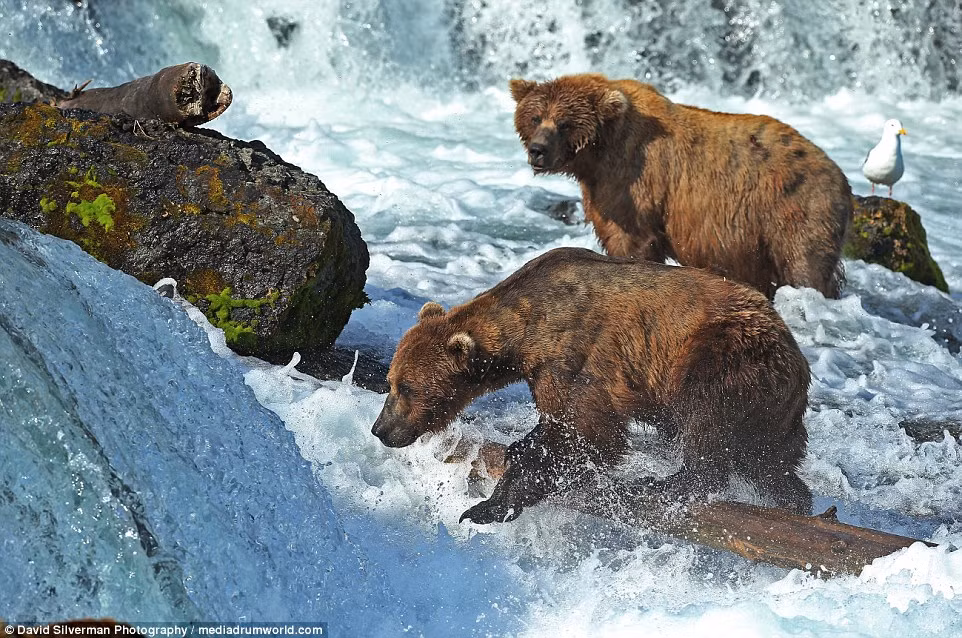 Thác nước trên sông Brooks đã địa điểm kiếm ăn lý tưởng của khoảng 2.000 con gấu nâu trong vườn quốc gia Katmai.