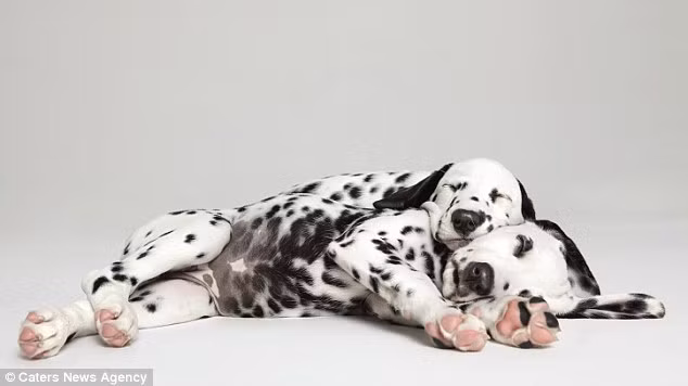 Một số bức ảnh chụp các cặp cún con với nhau, trong khi những bức ảnh khác kết hợp giữa cún con và chó trưởng thành.