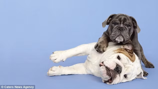 Khi thực hiện những bức ảnh này, Shaina được chủ của những cún cưng giúp đỡ rất nhiều trong việc tạo dáng cho chúng.