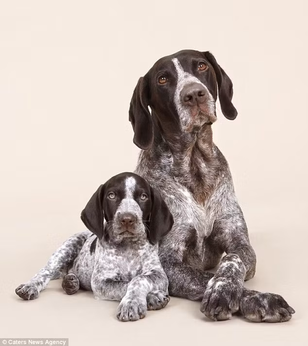 Mặc dù được tạo hình, nhưng những bức ảnh này trông rất tự nhiên.