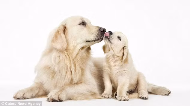 Kể từ khi thực hiện dự án, nữ nhiếp ảnh gia người Mỹ đã chụp ảnh cho 30 cặp chó đáng yêu khác nhau.