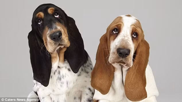 Những khuôn mặt rất biểu cảm của cún cưng trong bức ảnh của Shaina.