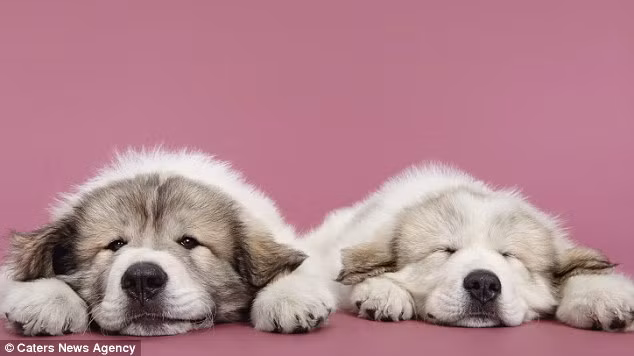 Ý tưởng của dự án được Shaina ấp ủ từ sau khi chụp cảnh hai chú chó bull chơi đùa với nhau lúc cô bắt đầu bước chân vào làng ảnh.