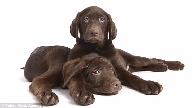 Shaina muốn ghi lại những khoảnh khắc dễ thương của loài động vật thân với con người nhất.