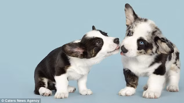 Nhân vật chính trong bộ ảnh của Brooklyn đa dạng về độ tuổi, hình dạng và kích cỡ.