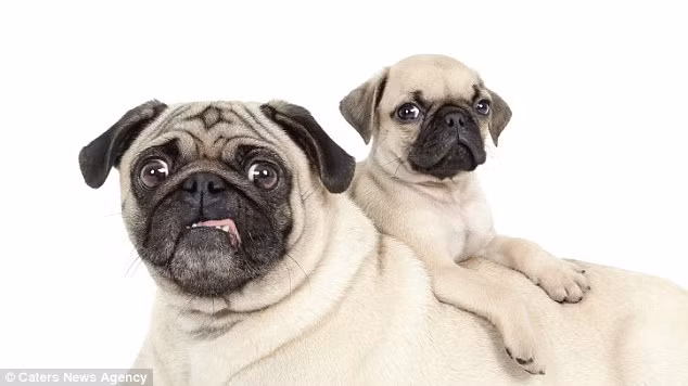 Bộ sách ảnh của nhiếp ảnh gia Shaina ghi lại khoảnh khắc các cặp cún cưng thể hiện tình cảm với nhau trong studio của cô ở Brooklyn, Mỹ.