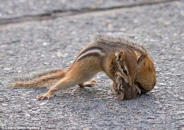 Nhiếp ảnh gia Erika Pavamani ghi cảnh tượng cặp sóc chuột hỗn chiến ác liệt trên đường phố ở Glastonbury, bang Connecticut, Mỹ. (Daily Mail)