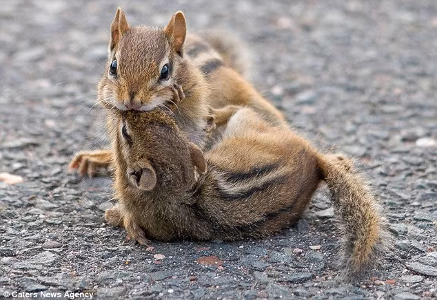 Vũ khí chính của sóc chuột là những cú cắn đau điếng vào thẳng mặt đối thủ. (Daily Mail)