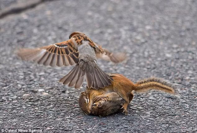 Trong khi cặp sóc chuột vẫn quyết chiến ác liệt dưới mặt đường, hai con chim sẻ bất ngờ xuất hiện để can ngăn. (Daily Mail)