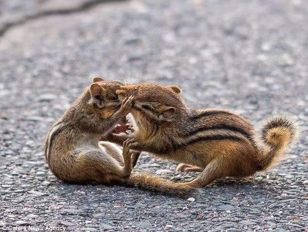 Hai con sóc chuột lao vào cắn nhau và không để ý tới nhiếp ảnh gia Pavamani đang chứng kiến cuộc chiến của chúng. (Daily Mail)