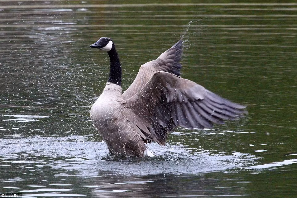 Sau khi xuống nước, ngỗng đã vỗ cánh như để thể hiện nó đang rất vui vì thoát khỏi đại bàng. (Nguồn: Daily Mail)