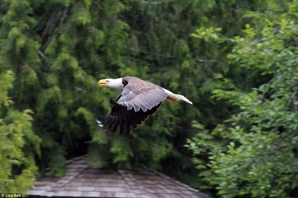 Nhận thấy không thể hạ gục được con ngỗng ở dưới nước, đại bàng đã bay tới một cây gần đó và chờ suốt 20 phút. (Nguồn: Daily Mail)
