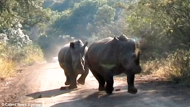 Hai con tê giác sau đó thậm chí còn chặn đầu xe của hai du khách nhưng may mắn không người nào gặp nguy hiểm. (Nguồn: Daily Mail)