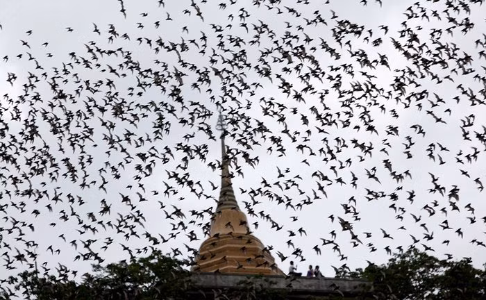 Dơi bay tìm kiếm thức ăn trên ngôi chùa Wat Khao Cong Phran ở tỉnh Ratchaburi, Thái Lan.