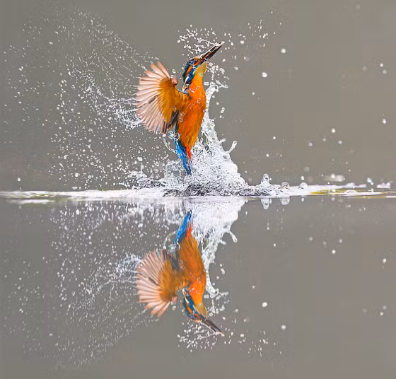 Khoảnh khắc chim bói cá in bóng trên mặt nước trong khi săn mồi ở Dumfries, Scotland.