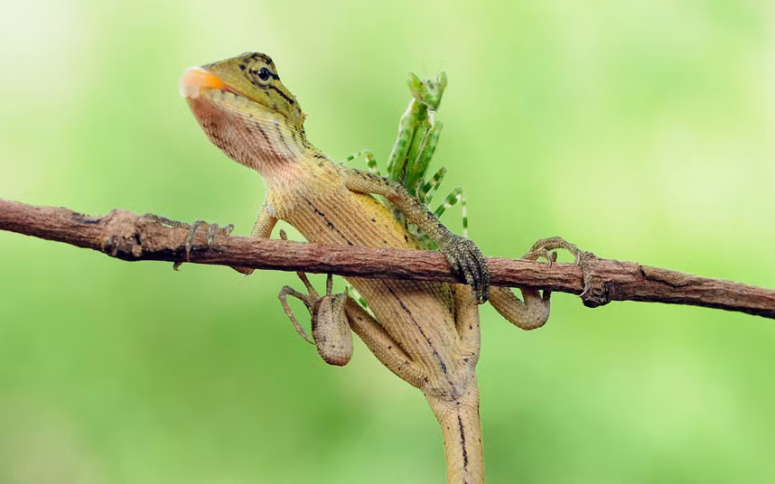 Nhiếp ảnh gia Andri Priyadi ghi được khoảnh khắc bọ ngựa cưỡi trên lưng tắc kè trong công viên Cihuni Hill ở Tangerang, Indonesia.