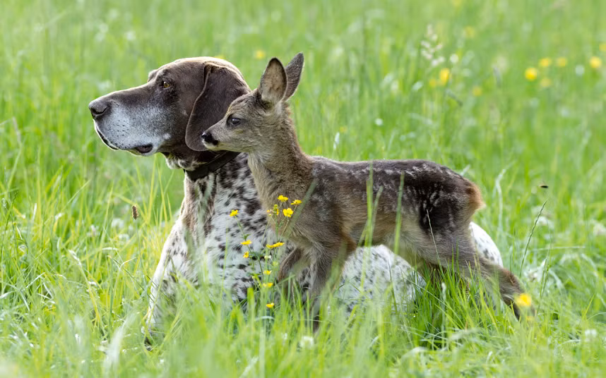 Chó làm bạn cùng hươu sao nhỏ trên bãi cỏ ở thành phố Bavaria, Đức.