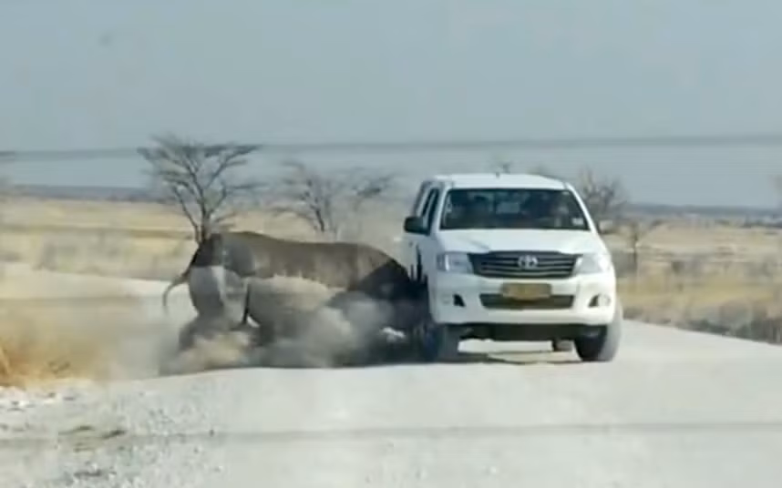 Tê giác điên cuồng tấn công ô tô chở du khách trong vườn quốc gia Etosha ở Namibia.