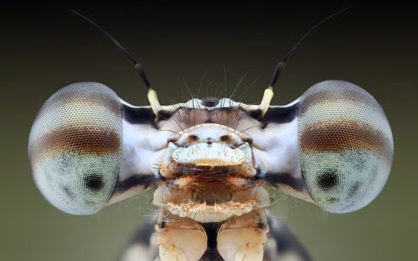 Cận cảnh một con chuồn chuồn ở Kelantan, Malaysia.