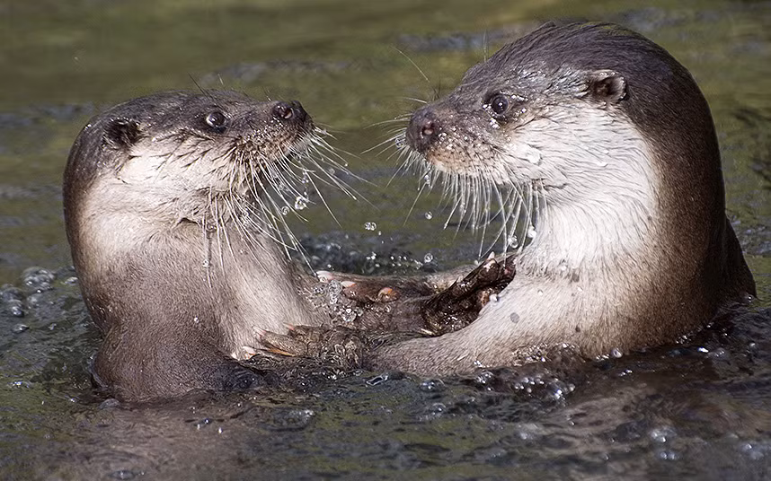 Rái cá chơi đùa với nhau dưới sông ở Chapel en le Frith, Derbyshire, Anh.