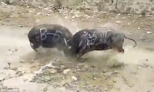 Kinh hai canh trau choi nhau toi chet o Trung Quoc