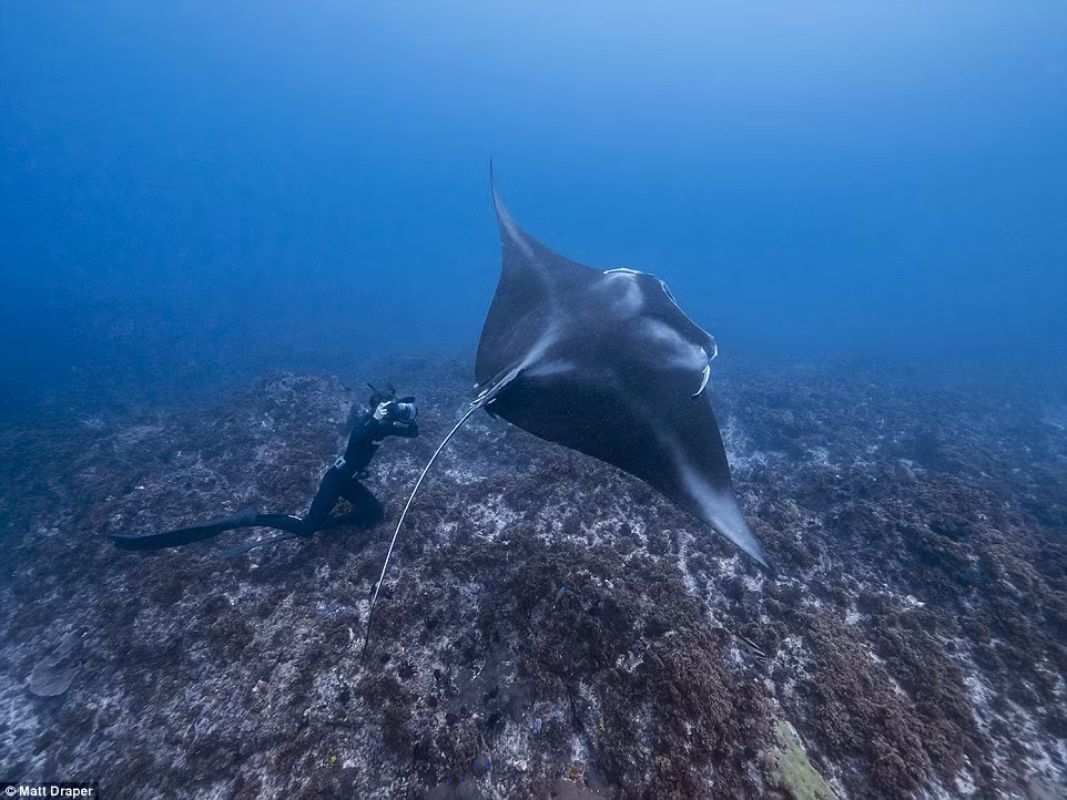 Bạn đồng hành của Draper bơi cùng cá đuối ở ngoài khơi vịnh Byron, Australia. (Nguồn: Daily Mail)