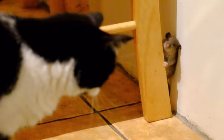 Cảnh tượng chuột chạy trốn mèo như trong bộ phim hoạt hình Tom và Jerry. (Nguồn: Telegraph)