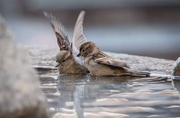 Cặp chim sẻ tắm mát trong đài phun nước ở trung tâm thành phố Frankfurt, Đức. (Nguồn: Telegraph)