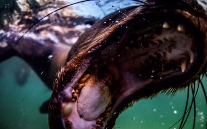 Hải cẩu há miệng rộng ngay trước ống kính camera của nhiếp ảnh gia Rainer Schimpf ở ngoài khơi vịnh Plettenberg, Nam Phi. (Nguồn: Telegraph)