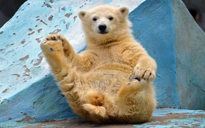 Gấu Bắc cực tập yoga trong vườn thú ở Novosibirsk, Nga. (Nguồn: Telegraph)