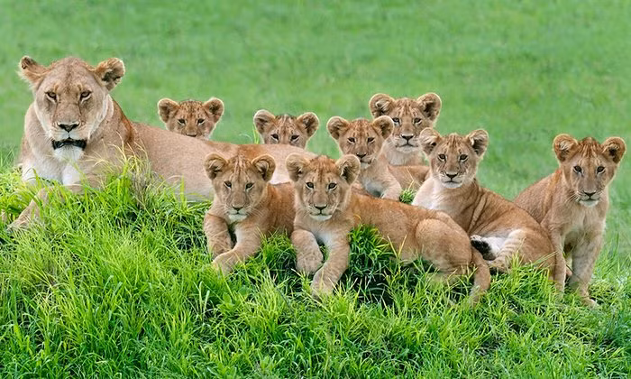 Sư tử mẹ nằm nghỉ cùng đàn con trên đồng cỏ trong khu bảo tồn động vật hoang dã Serengeti Loliondo, Tanzania. (Nguồn: Telegraph)