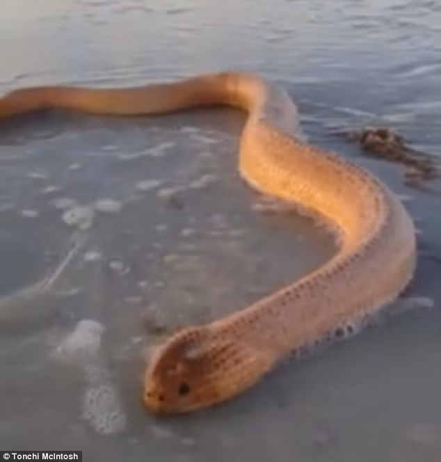 Con rắn biển đã khiến mọi người tò mò vì loài động vật này thường sống tại vùng nước ấm giữa rạn san hô Great Barrier.