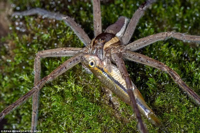 Nhiếp ảnh gia Ripan Biswas đã tình cờ ghi lại được cảnh nhện khổng lồ ngấu nghiến hết một con cá trong thời gian ngắn tại khu đầm lầy ở Cooch Behar, bang Tây Bengal, Ấn Độ. Đây là một trong những bức ảnh động vật ấn tượng nhất tuần qua.