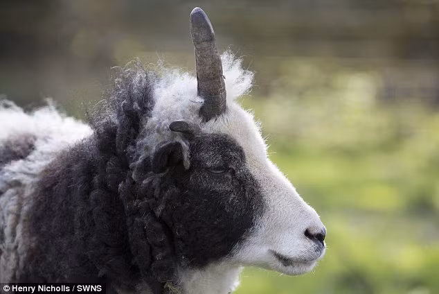 Chú cừu một sừng tên Peanut đã thu hút rất đông du khách, đặc biệt là trẻ em tới trang trại nơi nó sinh sống ở thành phố Bristol, Anh. (Nguồn: Daily Mail)