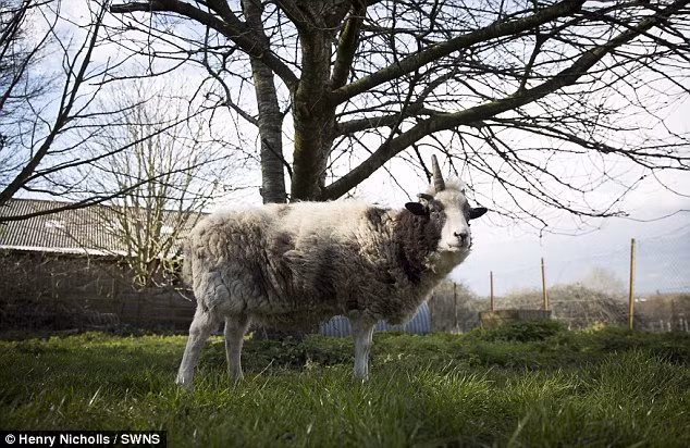 Con cừu một sừng Peanut hiện đã 16 tuổi, nhưng những người hâm mộ nó nghĩ rằng con vật này mới chỉ vài tuổi. (Nguồn: Daily Mail)