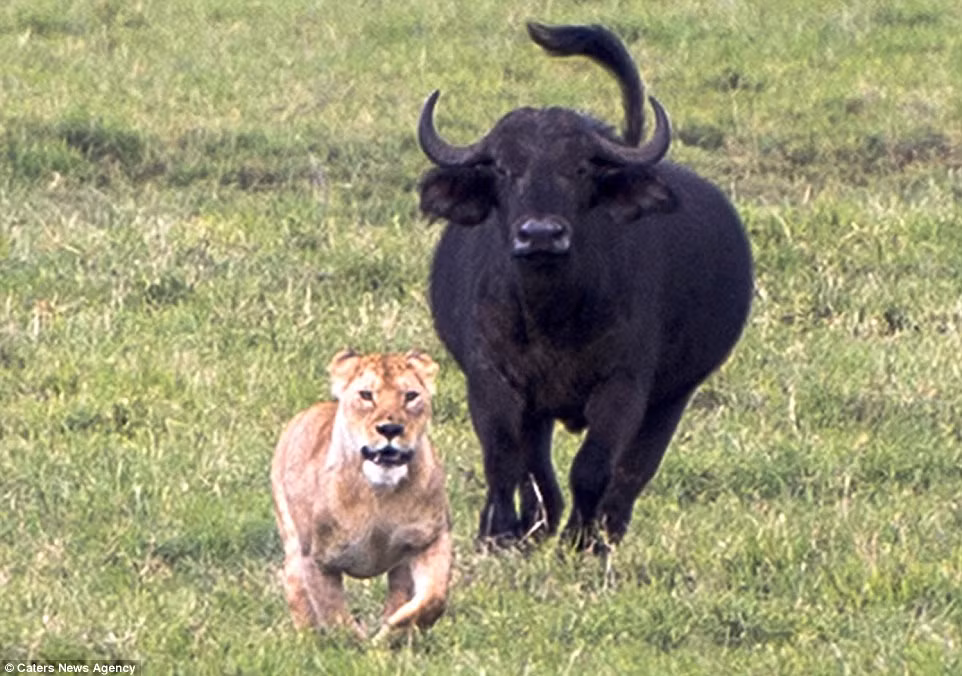 Sư tử cúp đuôi bỏ chạy khi bị trâu rừng truy đuổi.