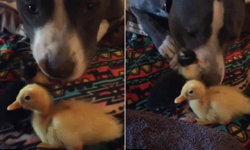 Kỳ lạ chó dữ chơi đùa với vịt con cực thân thiện Ky la cho du choi dua voi vit con cuc than thien