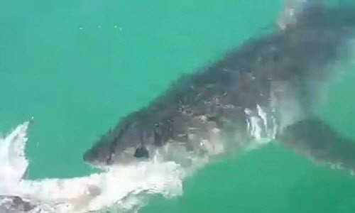 Rùng mình cá mập trắng lớn ăn thịt đồng loại trên tàu Rung minh ca map trang lon an thit dong loai tren tau