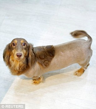 Giá cho mỗi kiểu lông như thế này khoảng 450.000 đồng. (Nguồn: Daily Mail)