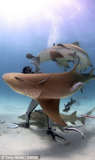 Ông Brave Riccardo Sturla Avogadri, 49 tuổi, đã có 30 năm kinh nghiệm làm việc với những loài cá mập hung dữ nhất đại dương. Chuyên gia đã tình nguyện cho cá mập cắn tay để hướng dẫn mọi người cách tự giải thoát khỏi hàm răng cá mập. (Nguồn: Daily Mail)