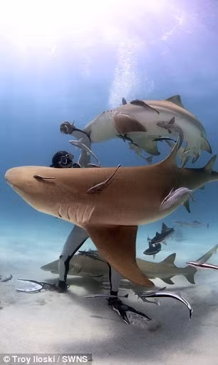 Ông Brave Riccardo Sturla Avogadri, 49 tuổi, đã có 30 năm kinh nghiệm làm việc với những loài cá mập hung dữ nhất đại dương. Chuyên gia đã tình nguyện cho cá mập cắn tay để hướng dẫn mọi người cách tự giải thoát khỏi hàm răng cá mập. (Nguồn: Daily Mail)